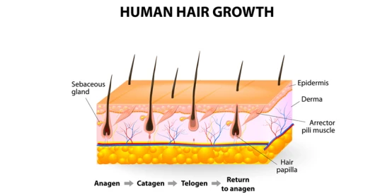 minoxidil c