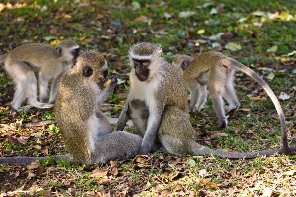5-Mthoxytryptamine powder for bob-tailed macaques