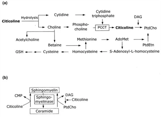 Mechanism of action of citicoline powder