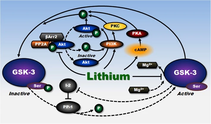How Does Lithium Orotate Work