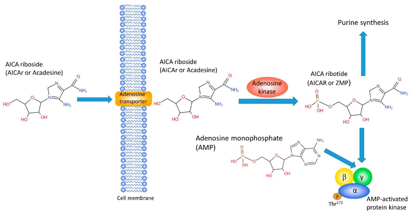 AICAR mechanism of action