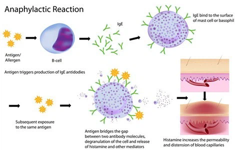 phenergan Antiallergic effect