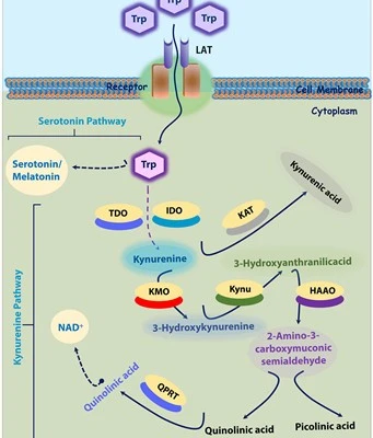 What is the mechanism of action of tryptophan
