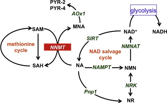 How Long Does It Take For 5-Amino-1MQ To Work How Long Does It Take For 5-Amino-1MQ To Work