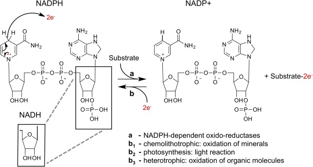 NADPH