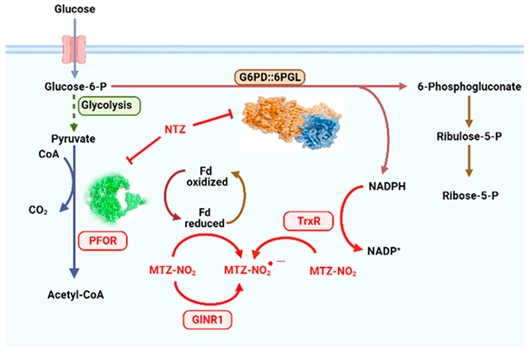Mechanism Of Action Of Nitazoxanide
