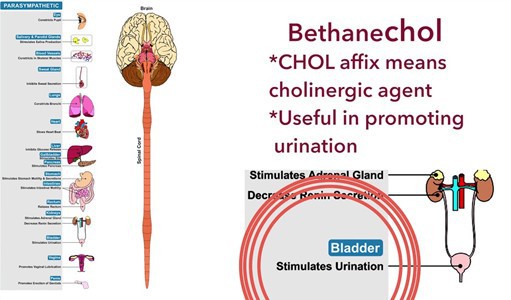 Bethanechol Chloride Mechanism Of Action