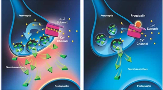 How Does Pregabalin Work How Does Pregabalin Work