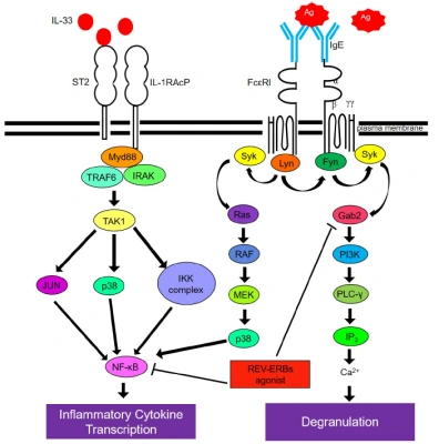 Mechanism Of Action Of Sr9009