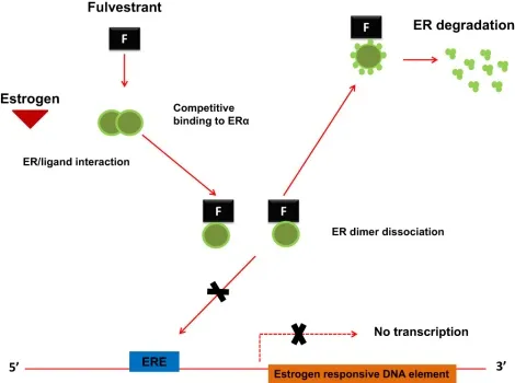 Effect Of Fulvestrant