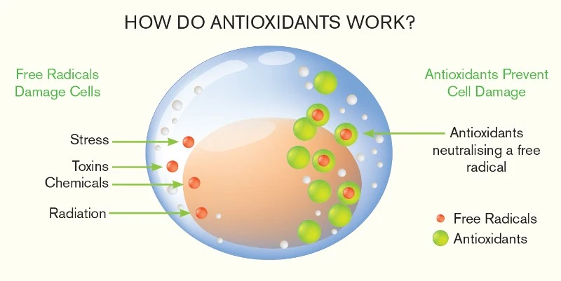 Antioxidant Effects Antioxidant Effects