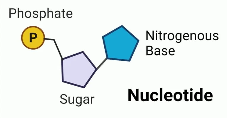 Nucleotides Nucleotides
