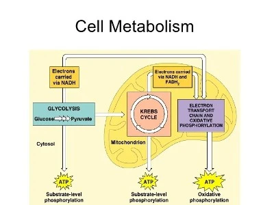 Cellular metabolism Cellular metabolism