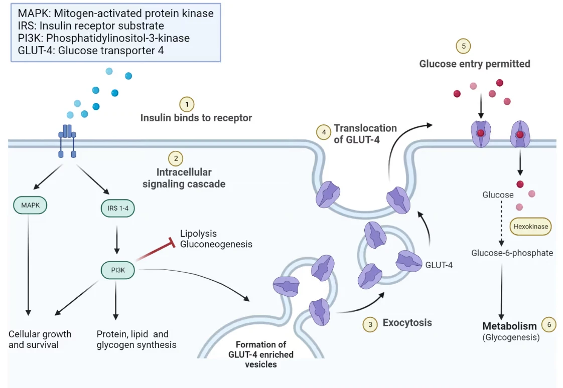 Improve insulin sensitivity of gw 0742 powder