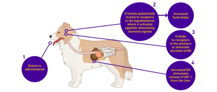 Capromorelin For Dogs