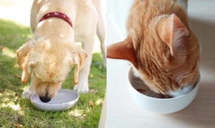 Capromorelin For cats Appetite