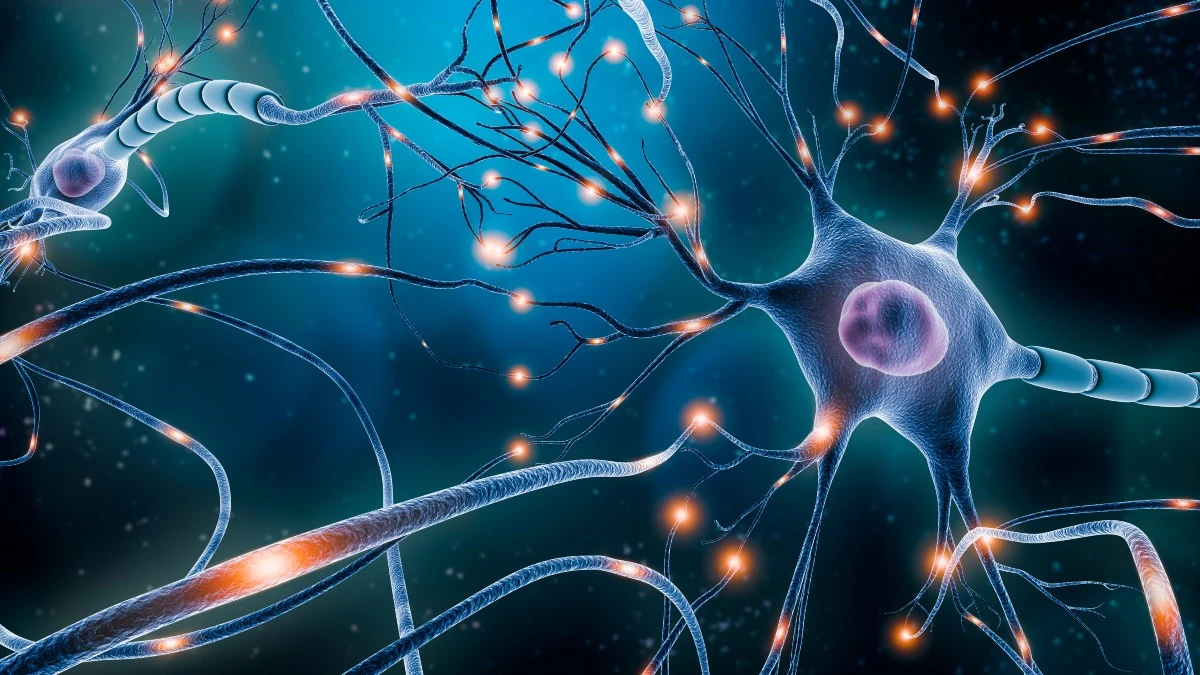 Nerve Repair and Regeneration